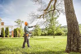 Best Hedge Trimming  in Bostonia, CA