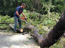 Best Stump Grinding and Removal  in Bostonia, CA