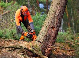 Best Commercial Tree Services  in Bostonia, CA