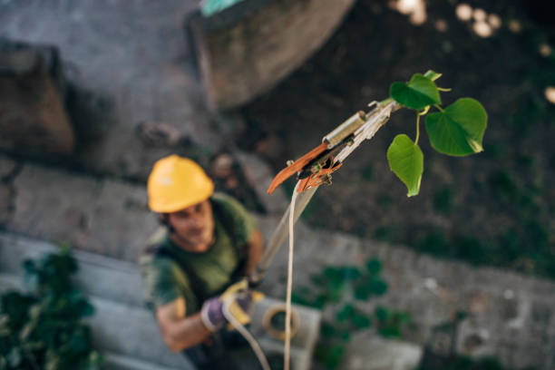 Best Arborist Consultation Services  in Bostonia, CA