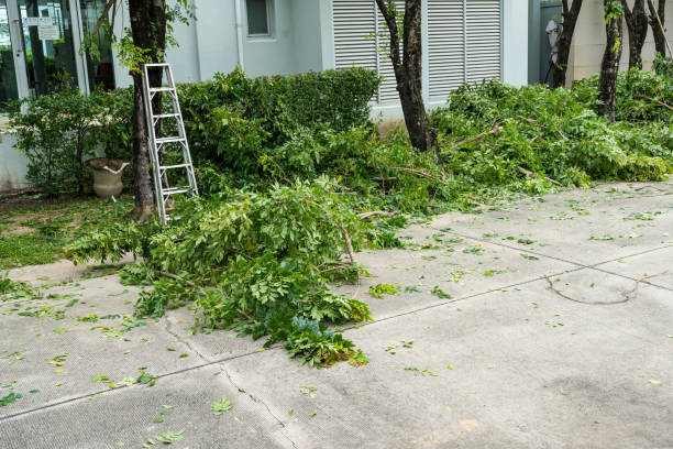 Best Pest Control for Lawns  in Bostonia, CA