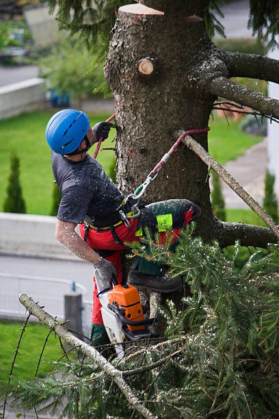 Best Tree Cabling and Bracing  in Bostonia, CA