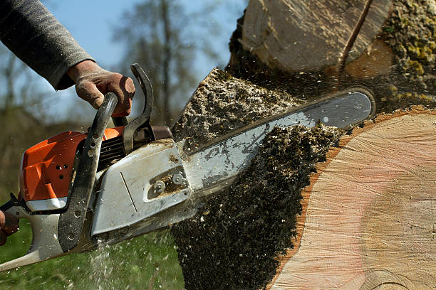 Best Tree Health Inspection  in Bostonia, CA